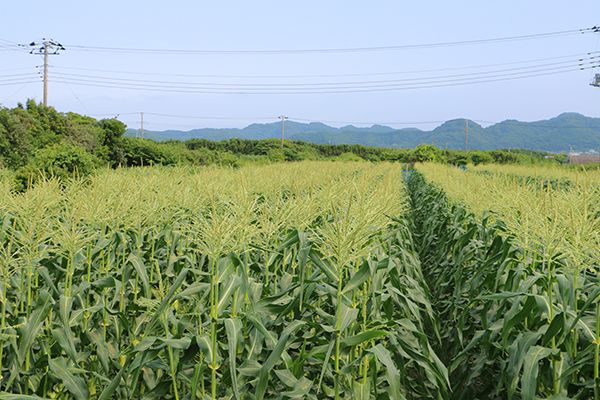 Corn So Good, You Can Eat It Raw ? Anzai Farms