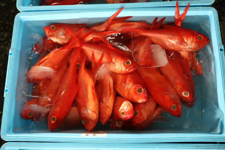 館山の漁港で水揚げされた魚