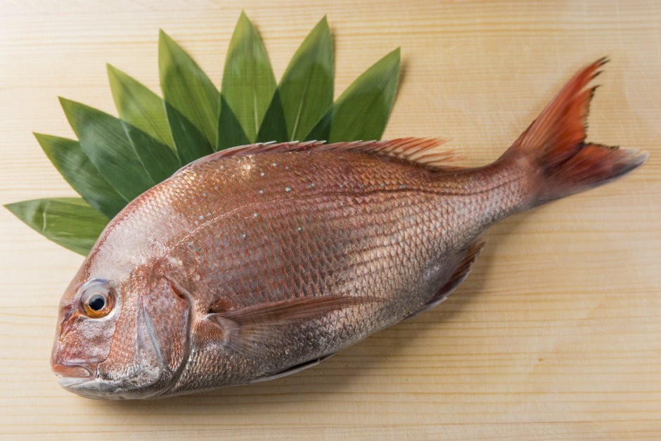 The In-Season Fish, Sakuradai (Cherry Bream) : SHUNGATE