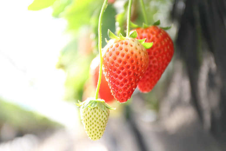 「草莓之鄉」未曾褪去的熱情