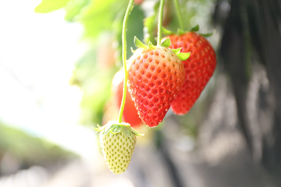 Keep Strawberries Fresh and Delicious with Plant Power