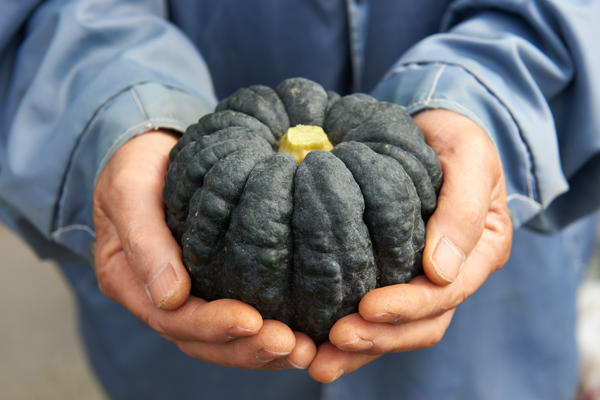 南国の太陽を浴びて育つ伝統野菜 黒皮かぼちゃ Shun Gate 日本の食文化を紹介