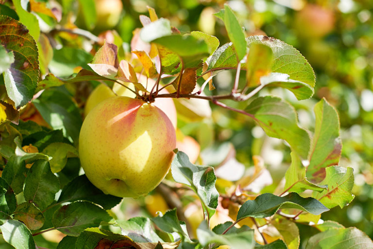 The Yellow Apples that Connect a Mountainous Region with Consumers