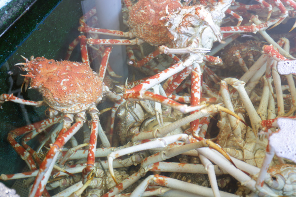 Delicacies from Japan's deepest bay in Heda Spider Crabs and Freshwater  Prawns : SHUNGATE