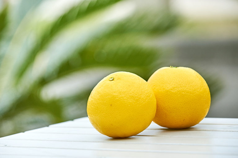 Sun-colored Hyuganatsu Citrus from the Town of Organic Farming