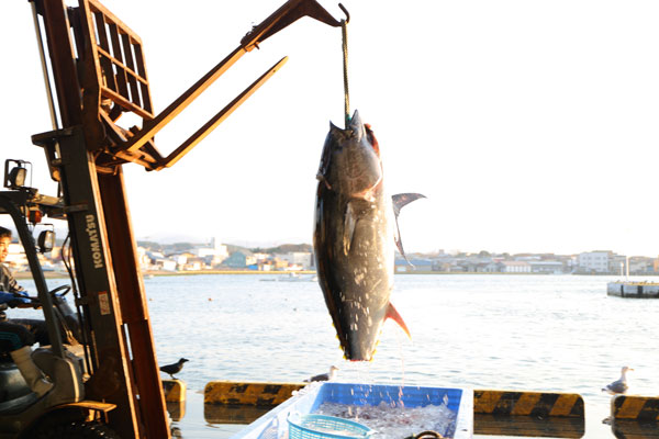 マグロ写真