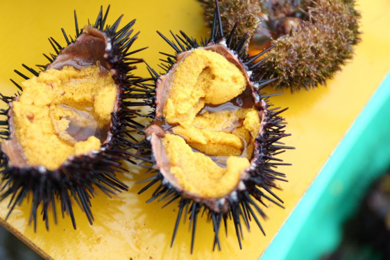 Premium Sea Urchins Nurtured in the Sea