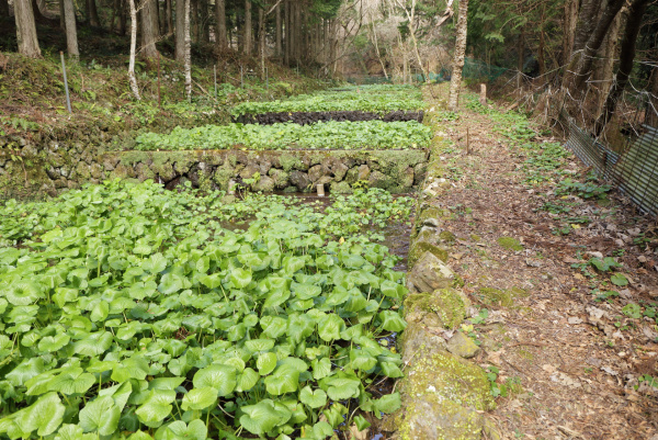 超越400年的悠久歷史源源清流孕育而來的 伊豆水山葵 Shungate