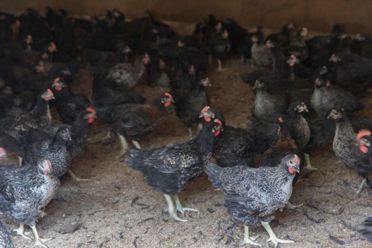 鶏舎で動き回る長州黒かしわ