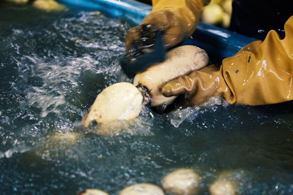 レンコン洗浄写真