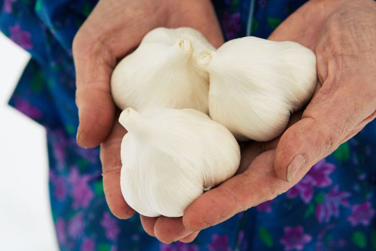 Garlic: the White Jewel that Saved a Town