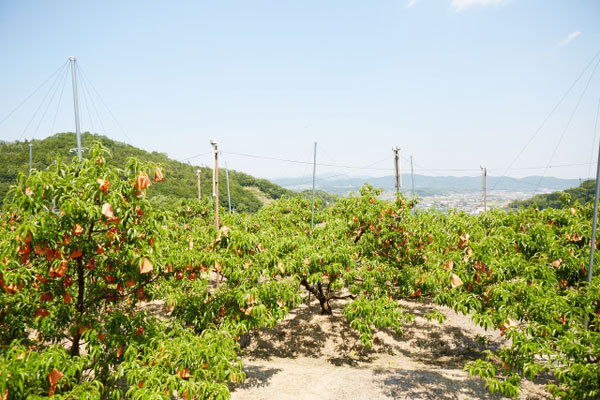 Why Everyone Preaches about Japanese Peaches