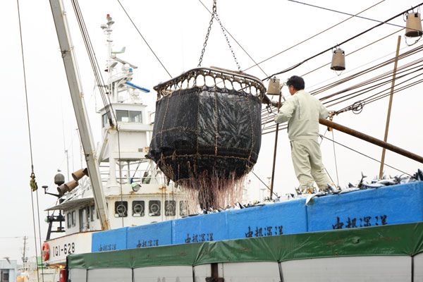 さば水揚げ写真