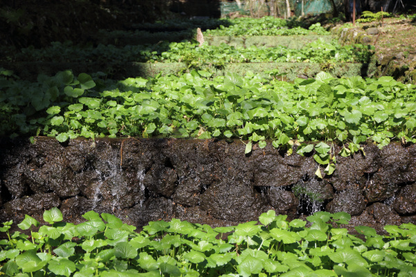 How to Grow Wasabi in Your Garden