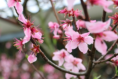 西田果樹園桃の花写真