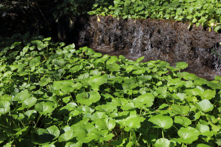 400年間富士の湧水で育つ伊豆の「水わさび」