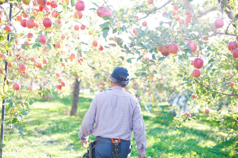 Itayanagi, a small town suffused with a love for apples