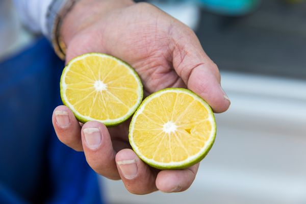 食卓の名脇役 長門ゆずきち Shun Gate 日本の食文化を紹介