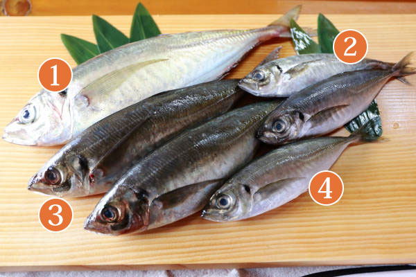 旬 の魚 アジ Shun Gate 日本の食文化を紹介