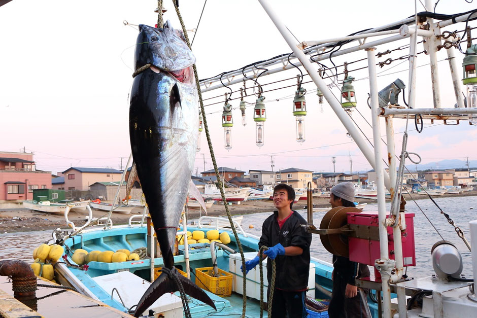 大間のマグロ写真