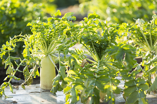 固定種の野菜写真