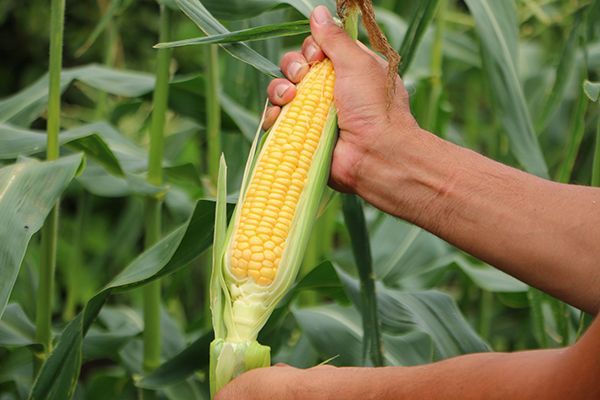 安西農園で栽培するトウモロコシ「味来」