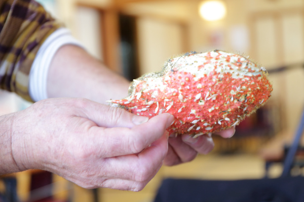 Shizuoka Prefecture, Izu Inatori] Crab fishing, a traditional fishing  method that has been handed down from ancient times in Izu Inatori! Enjoy  bargaining with crabs