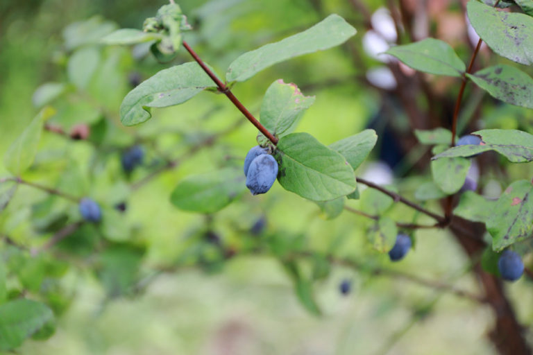 Blue Honeysuckle: A Berry of Longevity That Only Grows in Harsh Climates