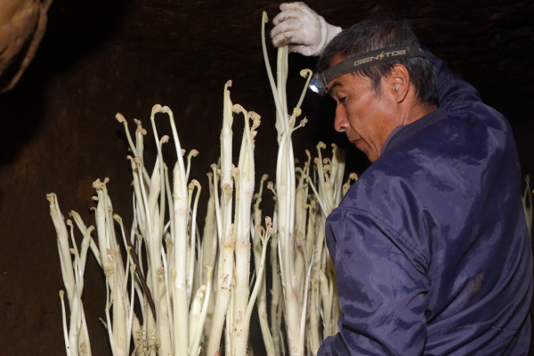 栽培於地底下的純白山菜 東京獨活 Shungate