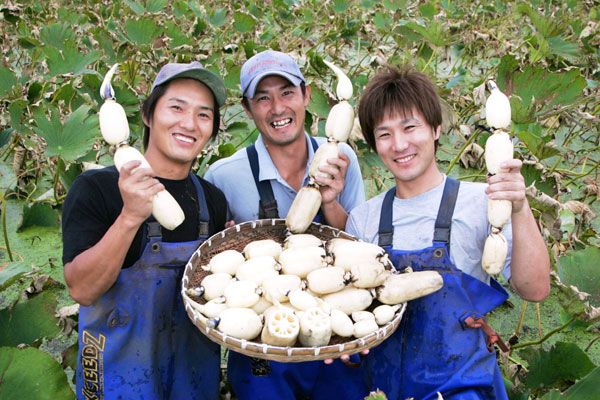 Quality lotus roots grown in the vast low-lying wetlands of Lake Kasumigaura : SHUNGATE