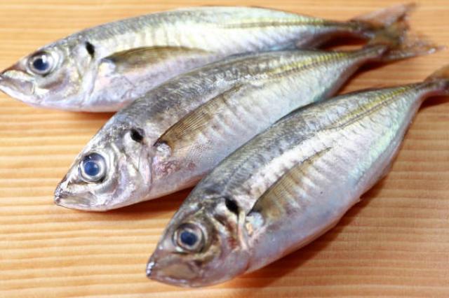 aji fish