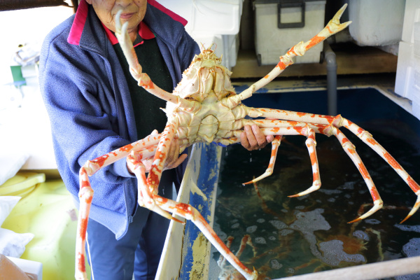 日本一深い湾で獲れる戸田の味覚 タカアシガニと手長エビ Shun Gate 日本の食文化を紹介