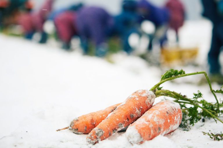 在北國的雪地下，孕育出強健甘甜的「雪地紅蘿蔔」