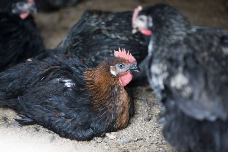 鶏舎で休む長州黒かしわ