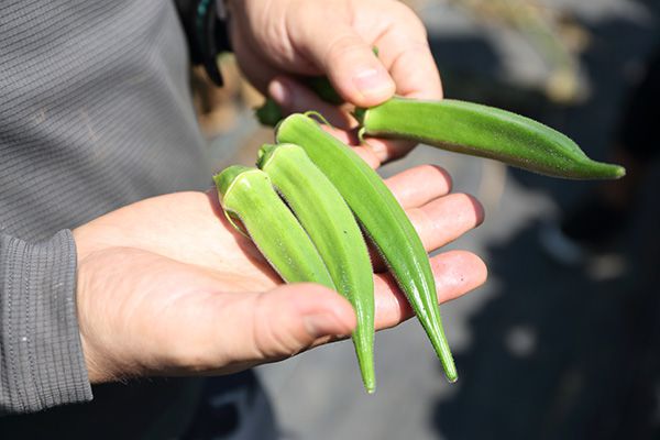 「久松農園」のオクラ