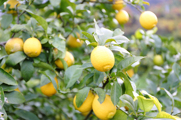 瀬戸田レモン」の産地、瀬戸内海に浮かぶ小さなレモンの島 : SHUN GATE : 日本の食文化を紹介