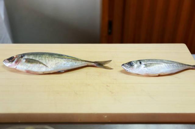 旬 の魚 アジ Shun Gate 日本の食文化を紹介