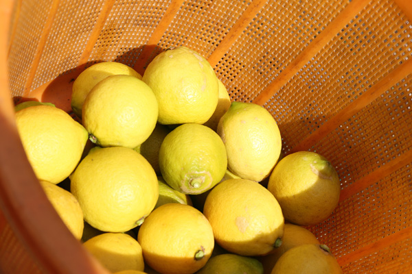 Setoda lemons