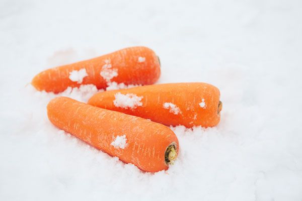 ふかうら雪人参