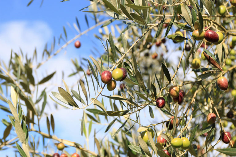 A Visit to the Isle of Olives