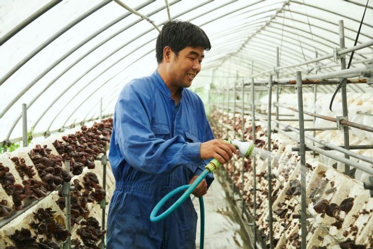 きくらげに水をやる古木さん