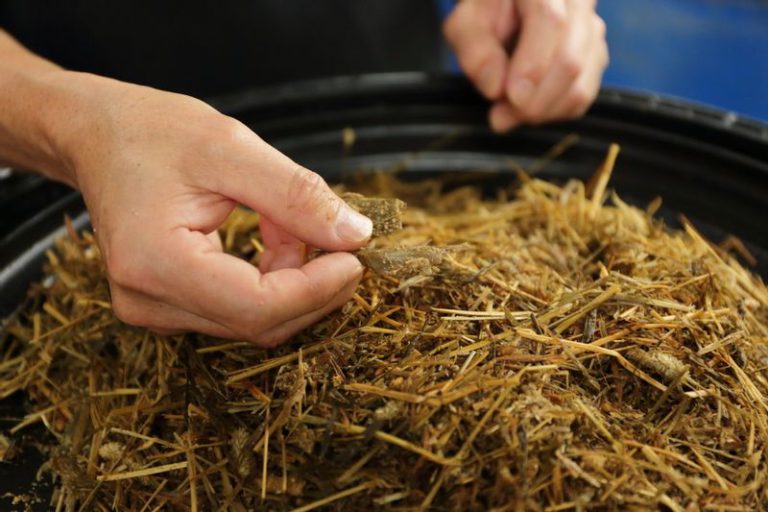 わかめの茎を使った飼料