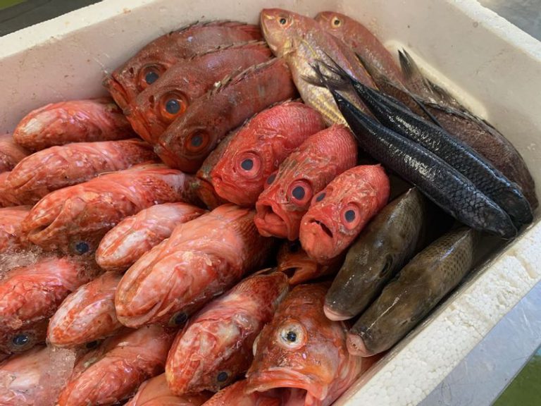 浜田漁港で水揚げされた未利用魚