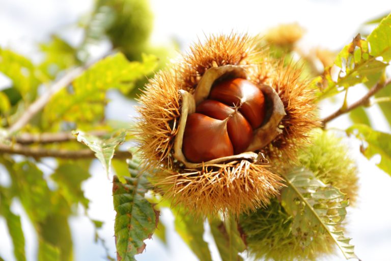 Chestnut Farmer in Kasama Questions the Future of Food