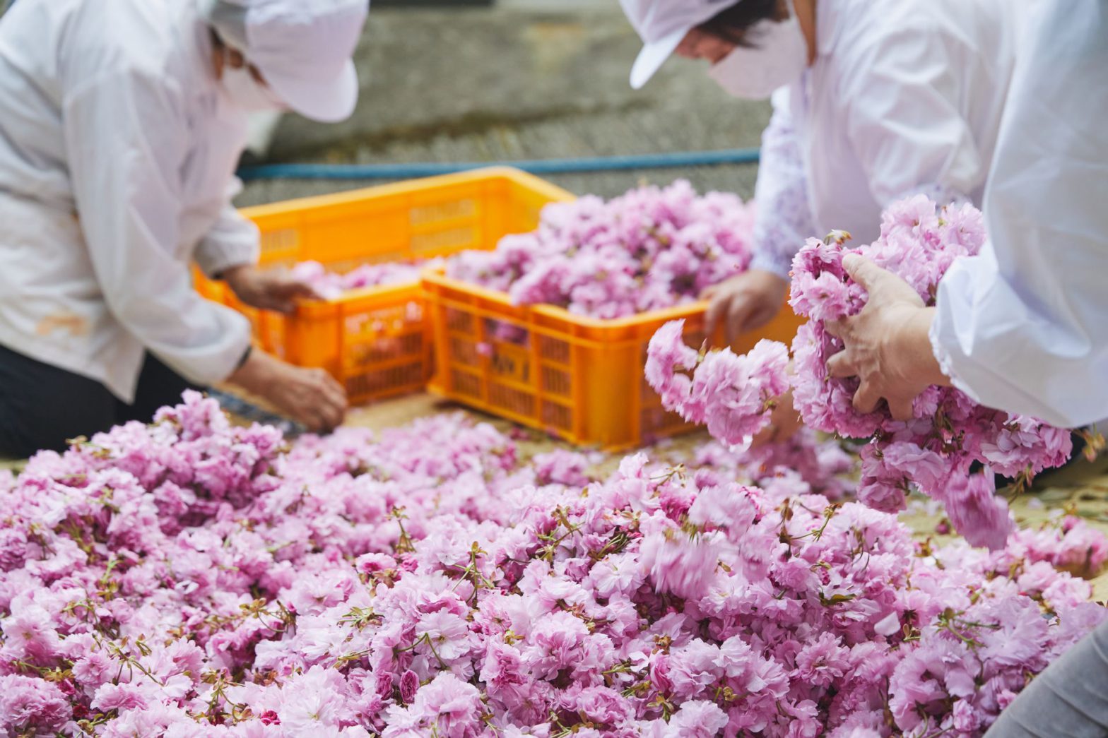 桜の塩漬けの工程