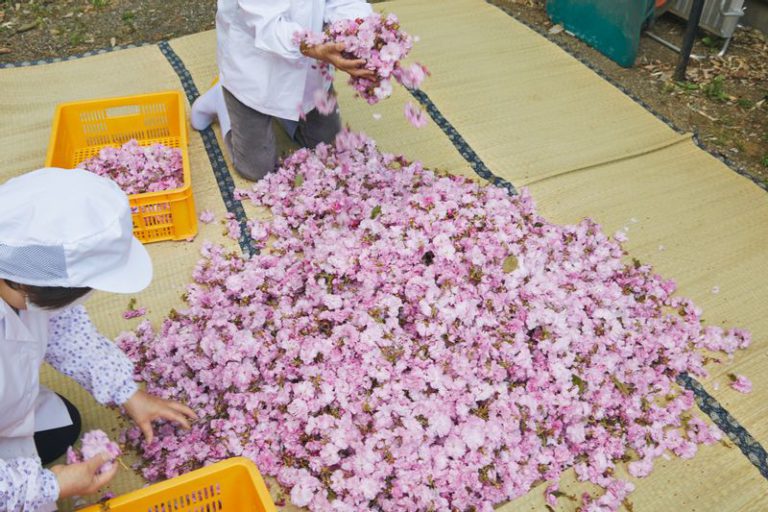 桜の塩漬けの工程