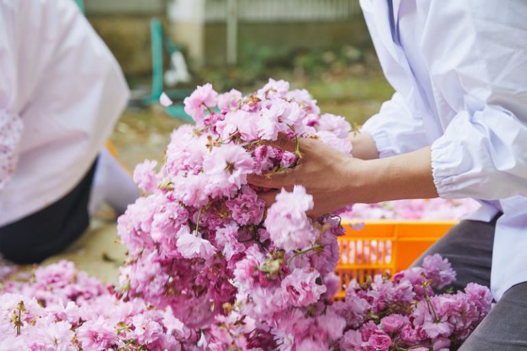 桜の塩漬けの工程