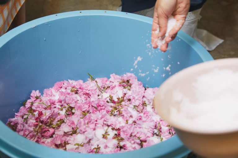 桜の塩漬けの工程