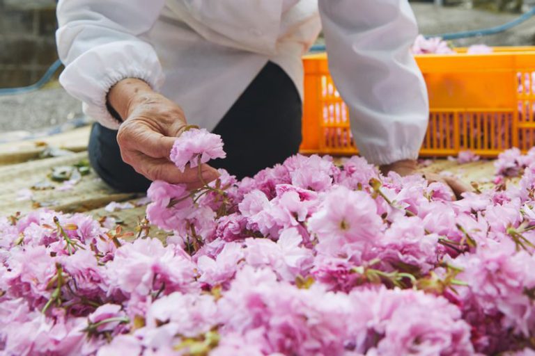 桜の塩漬けの工程