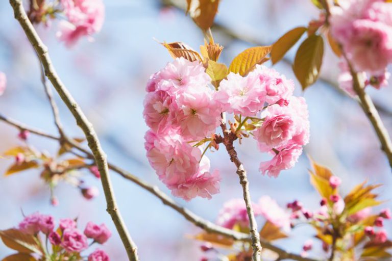 八重桜